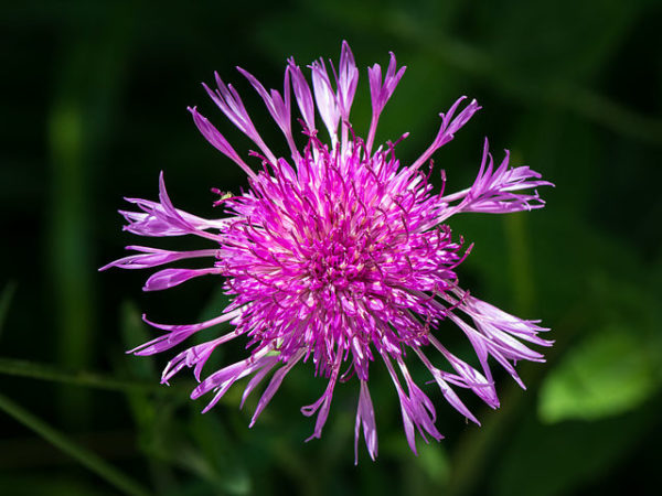 Close-up van de licht paarse bloem van de Knoopkruid