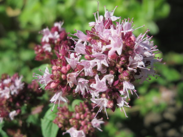 Close-up van de lichtroze bloeiende bloemen en donkerrode knoppen van de Wilde Marjolein