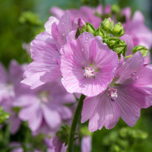 Tros roze bloemen van Muskuskaasjeskruid