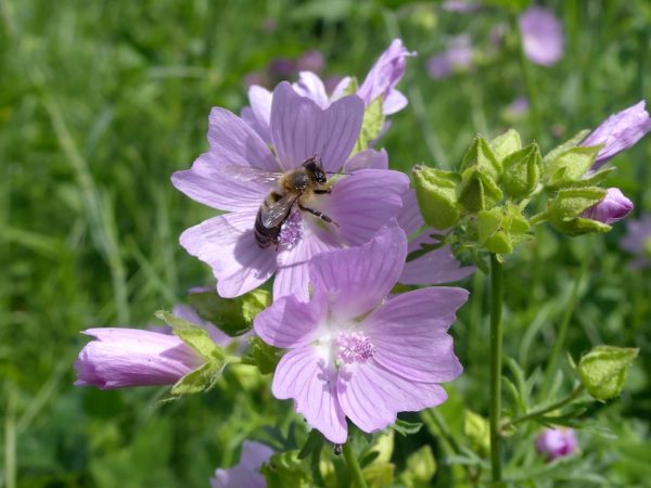 Lichtroze bloem en knoppen van bijenplant Muskuskaasjeskruid