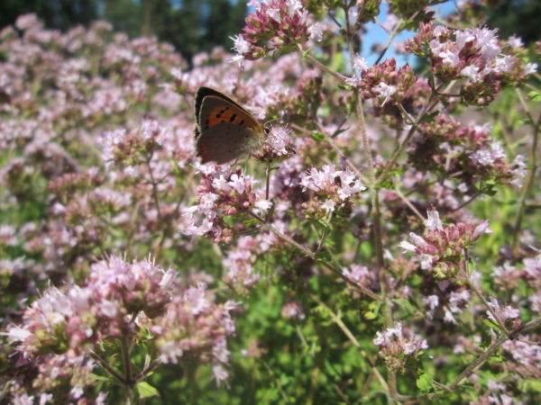 Lichtroze bloeiende vlinderplant Wilde Marjolein Oregano met een vlinder in de Kruidentuin