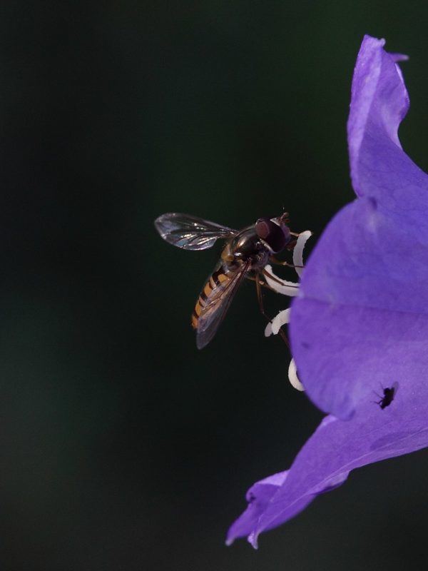 Zweefvlieg op een bloem van een prachtklokje