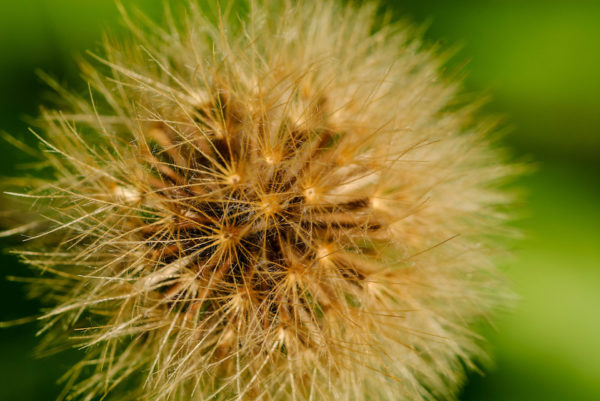 Close-up van een uitgebloeide ruige leeuwentand bloem