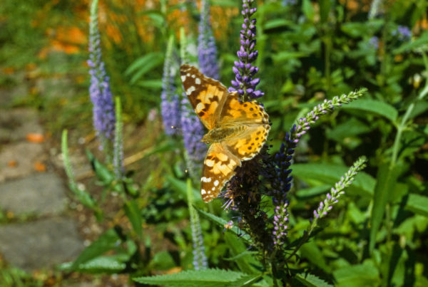 Mooie gele vlinder op de bloem van een lange ereprijs